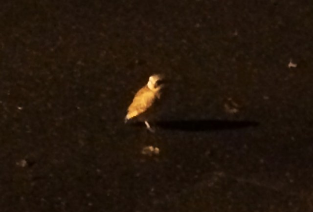 Western burrowing owl, parliament of owls, owls, Athene cunicularia