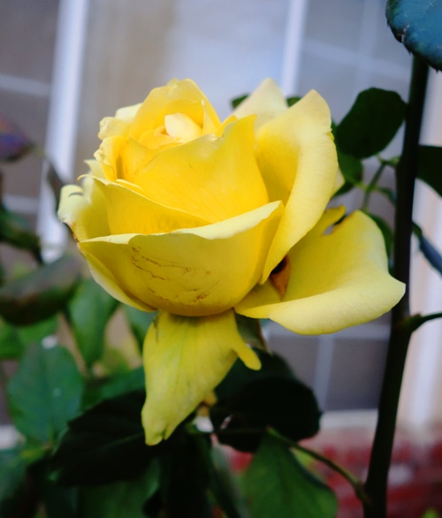 St. Patrick Rose, Rose Bushes, Winter Roses, Pruning