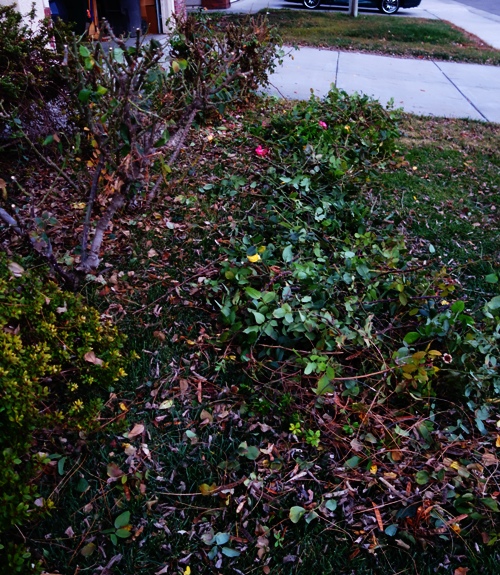 Roses, Pruning, Winter Cutting, Yard Work