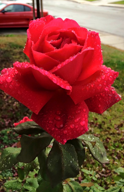 December Roses, Raindrops on roses, raindrops, Mister Lincoln Rose