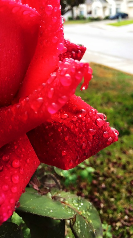 Raindrops, Rose, Red Rose, Mister Lincoln