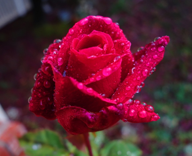 Mister Lincoln, Rose Bloom, Raindrops on Roses, Red Rose