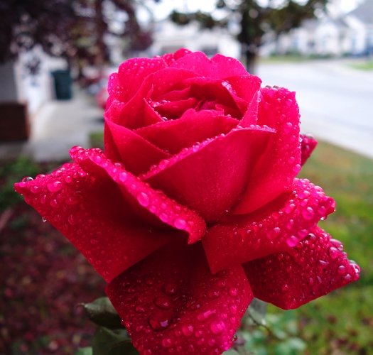 Raindrops, Favorite Things, Roses, Red Roses