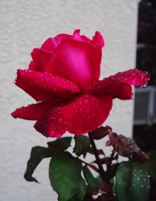 Mister Lincoln rose, Roses, Raindrops, December Rose