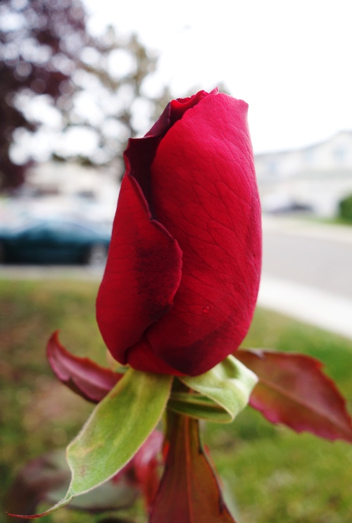Mister Lincoln, Rose Bush, december rose, rose bud