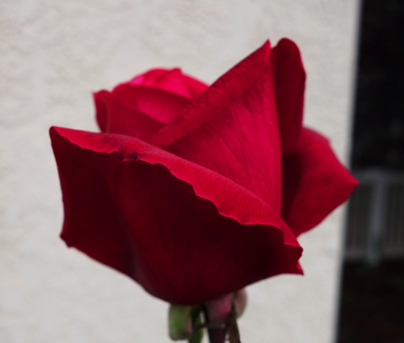 Red rose bloom, Mister LIncoln, December Rose, Rose Bloom