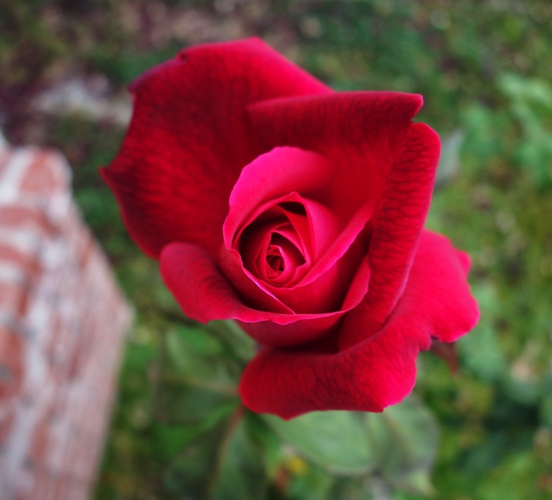 Red Rose Bloom, Mister Lincoln, December Bloom, Fragrant Rose