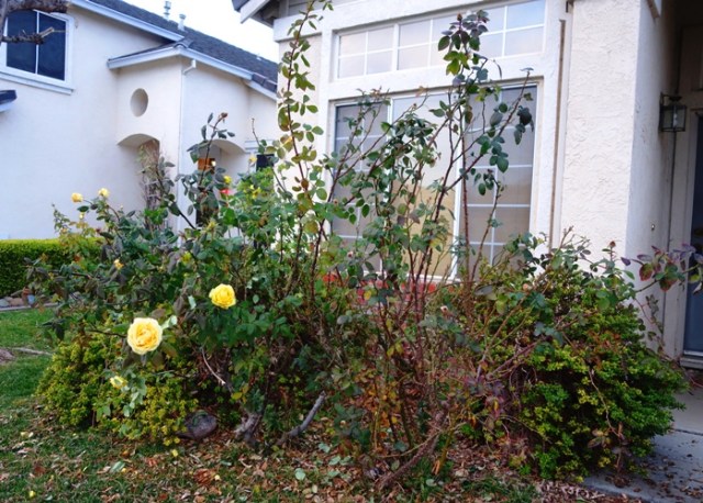 Roses before pruning, winter roses, pruning, Winter cutting