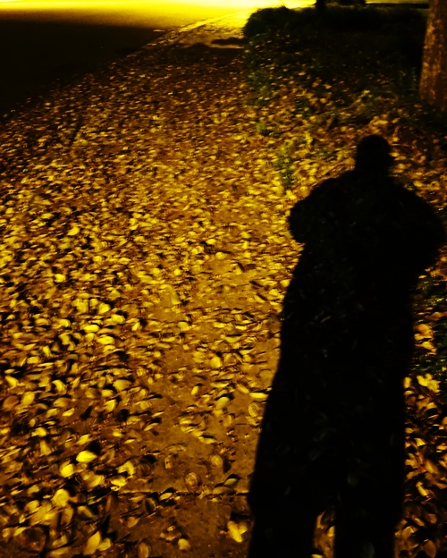 Evening Walk, Leaves, Silhouette, December Walk, Night Walk