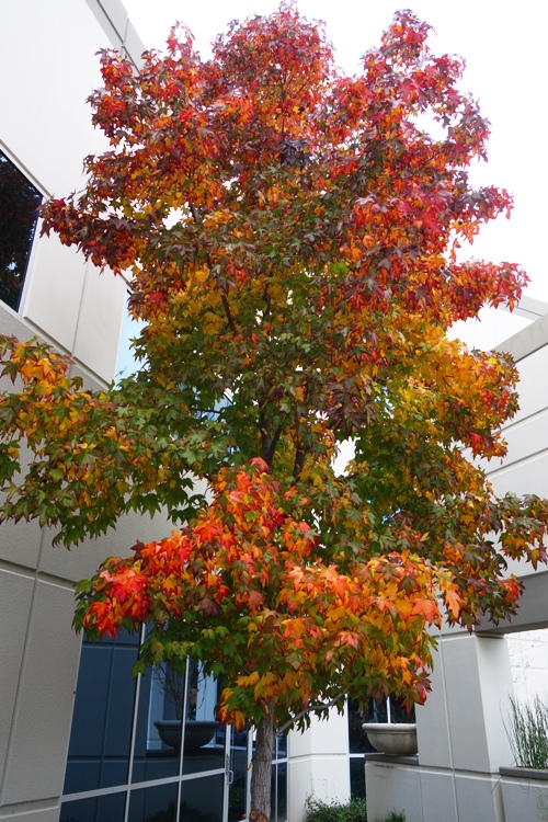 December Fall Foliage, Colorful Tree, Walk at Work, California Autumn