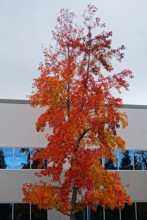 Yellow Red Leaves, Autumn, Tree Color, Fall Color