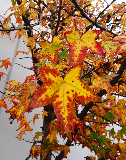 Fall Leaves, Colorful leaves, Red Leaves, Yellow Center, California Autumn