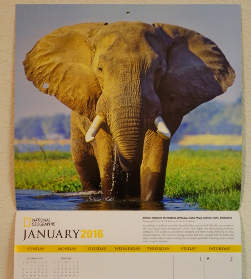 national geographic calendar, Elephants, Elephant calender, Flip Day
