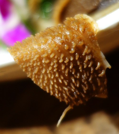 Ox Belly, Hot Pot, Chinese Food, Food Texture