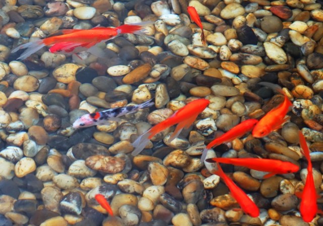 Koil Pool, Crowne Plaza Pudong Shanghai, Koi, hotel lobby