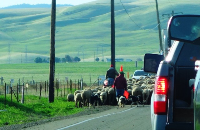 Sheep herding, flock relocation, Tracy, California, Central Valley Hills