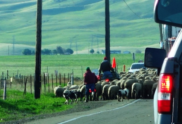 Sheep, Herding, Flock, Sheep Dogs, Corrall Hollow, Traffic Delay