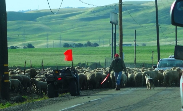 Sheep Herding, ATV, Flock of Sheep, Central Valley, Agriculture