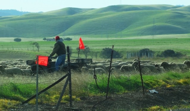 Shepherds, Flock of Sheep, Herding Sheep, Tracy, Corrall Hollow Road