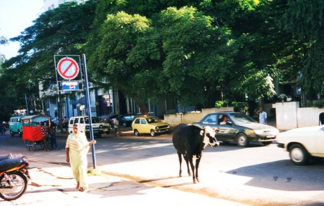 Cow in Street, bangalore, India, Bengaluru, Sacred Cow