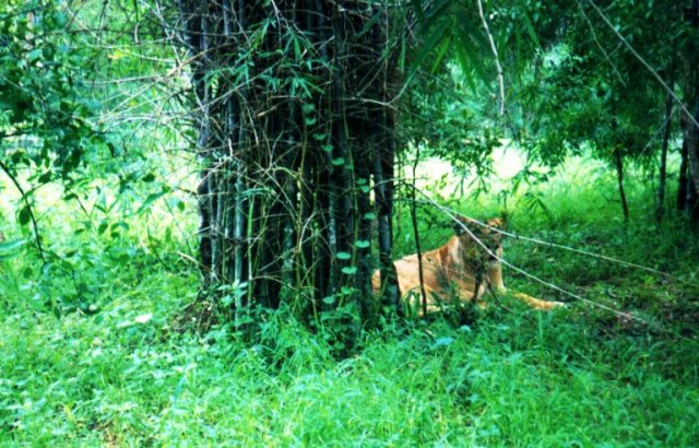 Bannerghatta National Park, Lion, tiger, Bangalore, India
