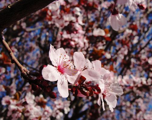 Plum Blossoms, Spring, Pink blossoms, Leap Year, February 29