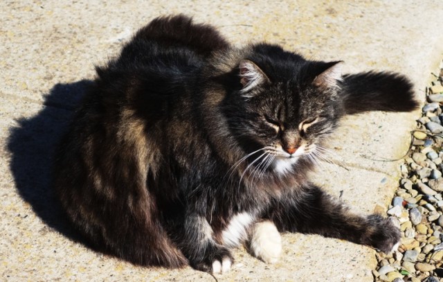 Taragon the Cat, Barn Cat, Sunning Cat, Cat in Sun
