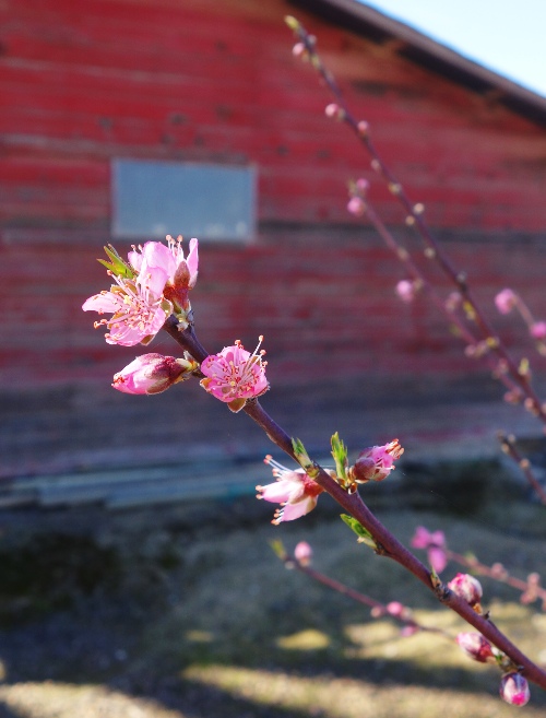 Fruit tree blossoms, peach blossoms, pink blossoms, Outbuilding