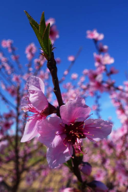 peach blossoms, spring time, spring bloom, peaches, pink