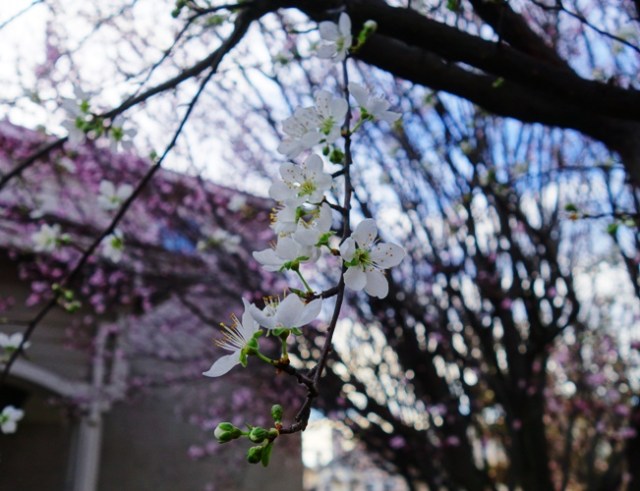 Blossoms, Plum Blossoms, February
