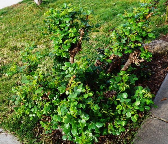 Rose Bush, First Foliage, Rose Leaves, Spring Roses