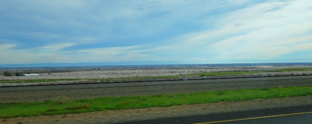 Almond Blossoms, Central Valley, Spring, Orchards