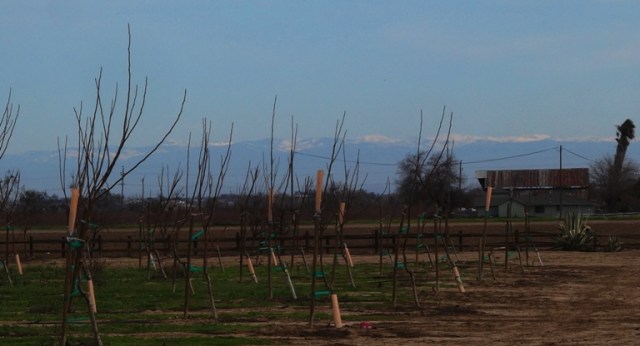 Sierras, Mountains, Snow Capped Peaks, Orchards, patterson, Old Barn