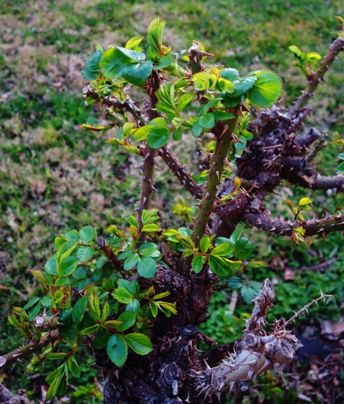 Rose Bush, Early Growth, Spring Growth