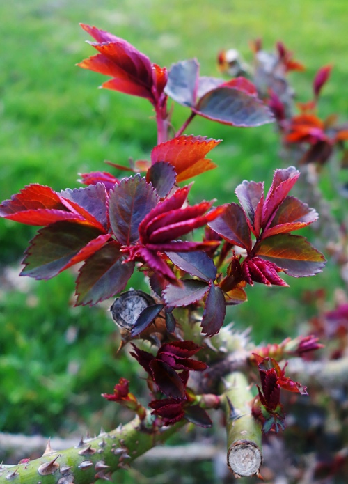 Rose Bush, Tropicana Rose Bush, Spring Growth, New Rose Growth