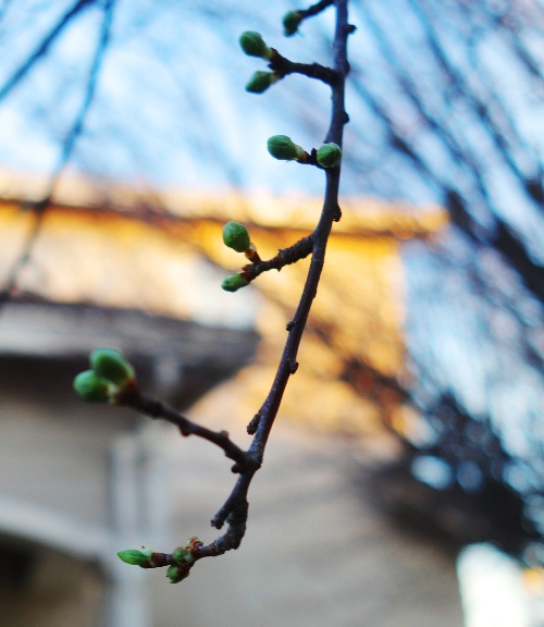 Early tree buds, spring, Renewal, february