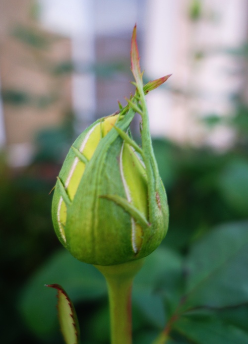 St. Patrick Rose Bud. Irish Day