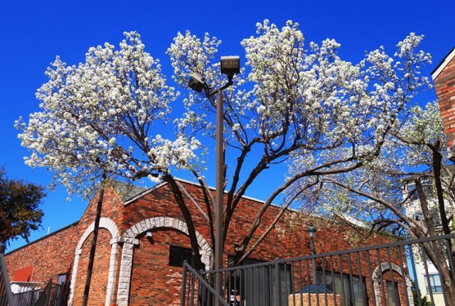 Walk to Lunch, Dallas, River Walk, Love Field, Embassy Suites