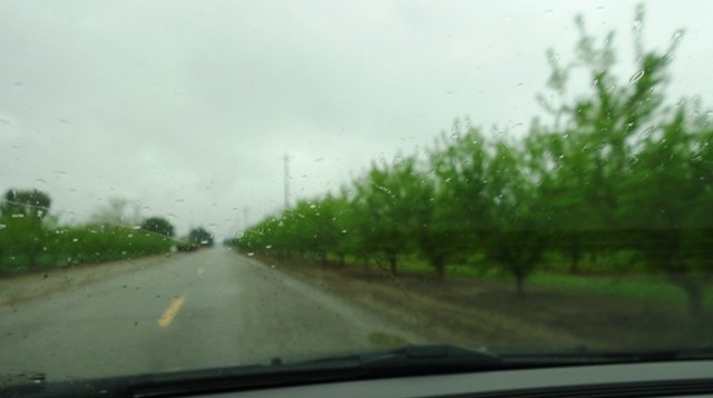 Rainy Day, Orchards, Trees, Rain, Windshield Focus