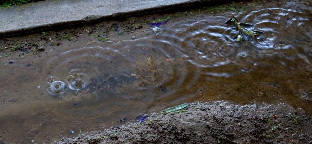 Water Drips, Concentric Rings, Water Drops, Timing