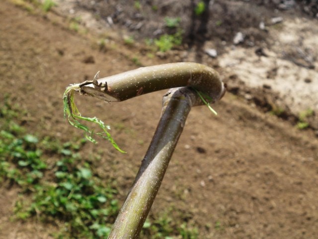 Pick up sticks, pruning, farm work, orchard