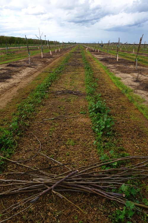 Pick up sticks, lay them straight, mulching, pruning