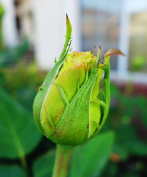 St. Patrick Rose, Rose Bud, Yellow Rose, Spring Roses