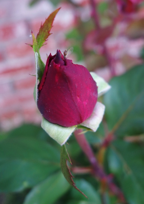 Mr. Lincoln rose, rose bush, spring flowers, red rose