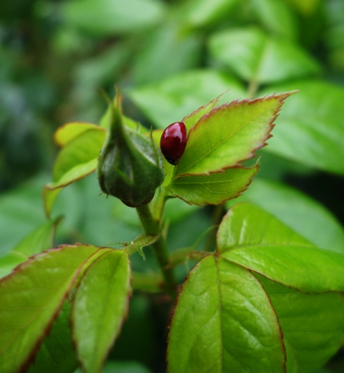 Lady bug, aphid control, roses, rose bush, spring