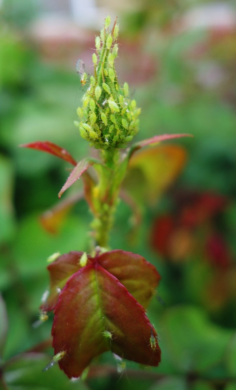 Rose bud, aphids, garden, spring, rose bush