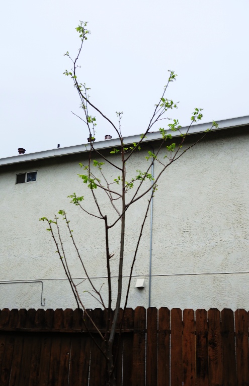 Spring tree, spring growth, greening trees, seasons, vernal equinox