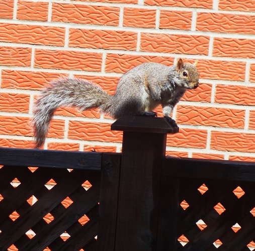 Gray Squirrel, Canada, Spring, Toronto, bushy tail