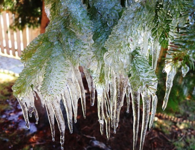 Ice in tree, Canadian spring, spring, winter, ice storm