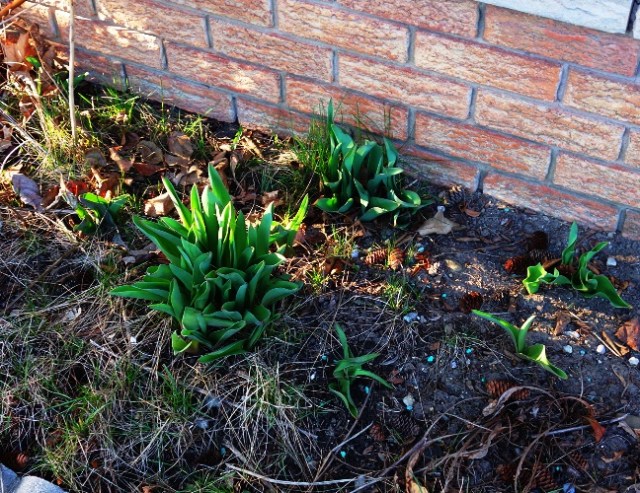 tulips, bulb flowers, tulips emerging, spring flowers, toronto
